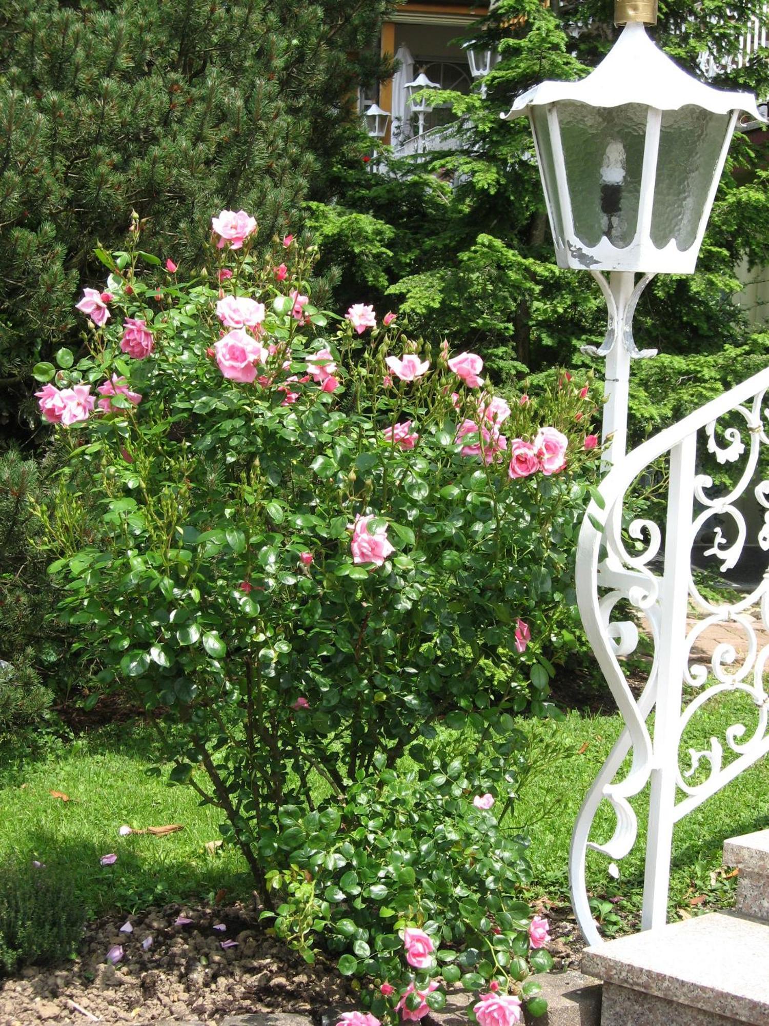 Silberkoenig Schwarzwald Hotel & Restaurant Ringhotel Gutach im Breisgau 外观 照片